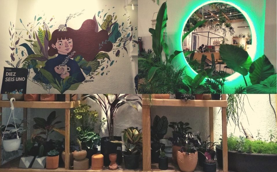 Las plantas no sólo sirven de ambientación o para jugar con los sabores de las bebidas: también están a la venta (AR)