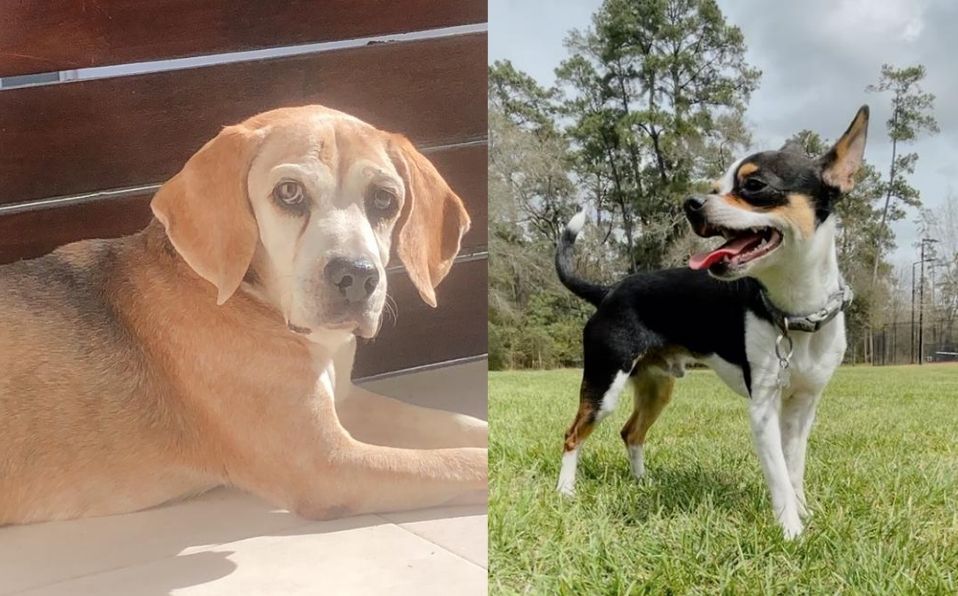 En memoria de Max y de Boss (Cortesía)